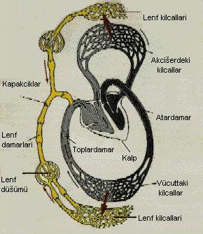Merkezi sinir sistemi organları, kemik iliği, göz küresi, iç kulak, plasenta,