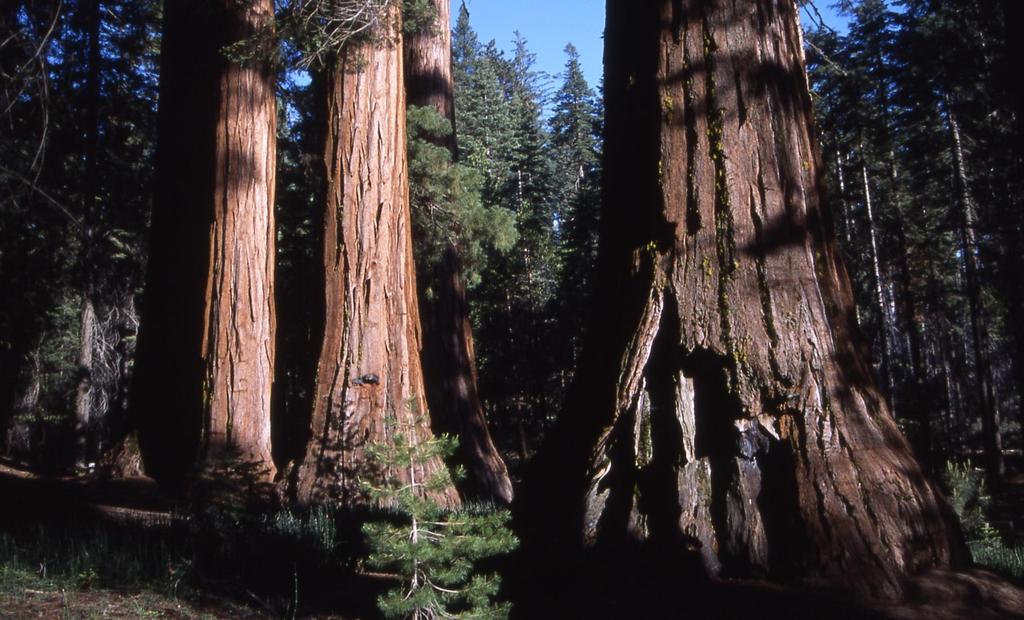 Yosemite National Park/ Yosemite Ulusal Parkı/ABD http://www.people.fas.harvard.