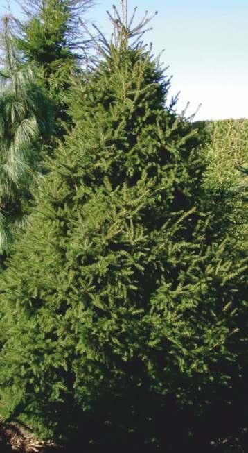 Cedrus Atlant ca