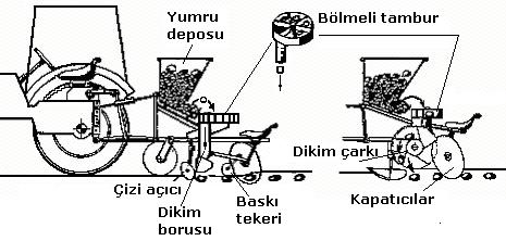 Elle Beslemeli Patates Dikim Makinaları b- Bölmeli tamburlu Bölmeli tamburlu makinalarda dikim borusunun üstüne, makina tekerleğinden hareket alarak dönen bir yatay veya düşey tambur