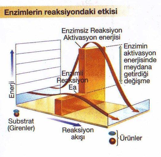 Bir enzim, belli bir reaksiyon için enerjetik olarak daha