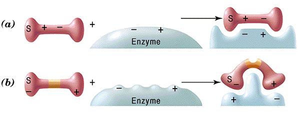 2) Koshland ın uyum oluşturma modeline göre aktif merkez esnek yapıdadır; substrat varlığında, proteinin tersiyer