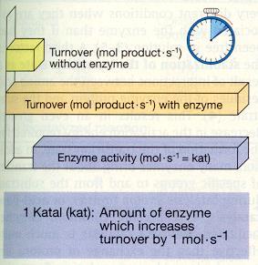 Bir enzimin aktivitesi, o enzim tarafından katalizlenen enzimatik reaksiyonun hızının, enzim etkisiyle optimal koşullarda belirli sürede ürüne dönüştürülen