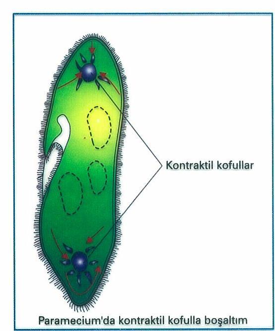 BOŞALTIM SİSTEMLERİ Metabolizma sonucu hücre ve dokularda bazı zararlı maddeler oluşur.bu maddelerin hücrelerden ve dolayısıyla organizmadan uzaklaştırılmasına boşaltım denir.