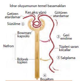 Proksimal tüp bowman kapsülünden hemen sonra başlayan kısımdır.proksimal tüp malpigi cismi ile birlikte böbreğin kabuk kısmında bulunur.