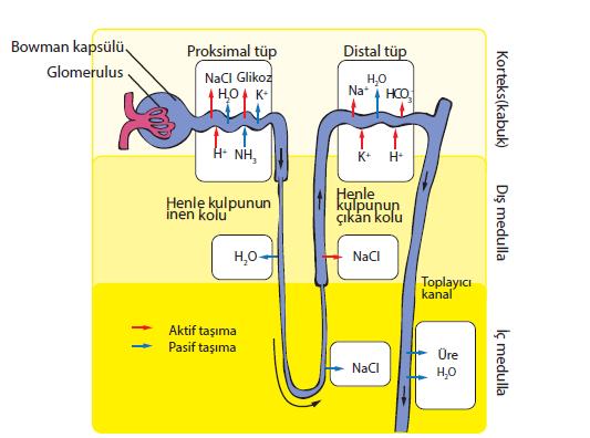 DİSTAL TÜPTE; Vasopressin (ADH)hormonunun etkisiyle su, Aldosteron hormonunun etkisiyle de sodyum iyonları geri emilir. Bu bölümde aldosteron potasyum iyonları dışarı atılır.