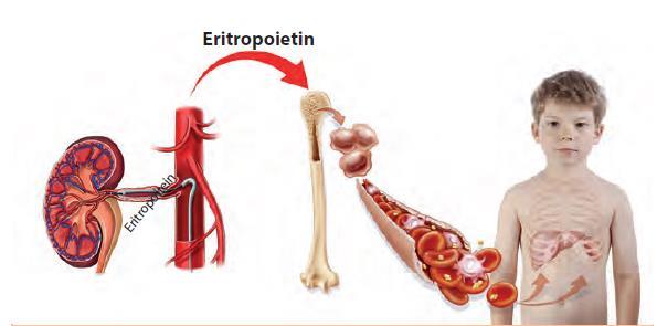 BÖBREKLERİN ORGANİZMADAKİ İŞLEVLERİ ŞÖYLE ÖZETLENEBİLİR; Metabolizma sonucu oluşan üre,ürik asit gibi azotlu artıkları dışarı atmak Böbrekler alyuvar yapımının düzenlenmesinde görev yapmak.