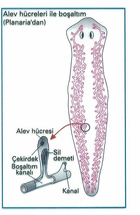 OMURGASIZLARDA BOŞALTIM SÜNGER VE SÖLENTERLERDE: Sünger ve sölenterlerde özel bir boşaltım organı yoktur. Karbondioksit ve amonyak bütün vücut yüzeyinden difüzyonla atılır.