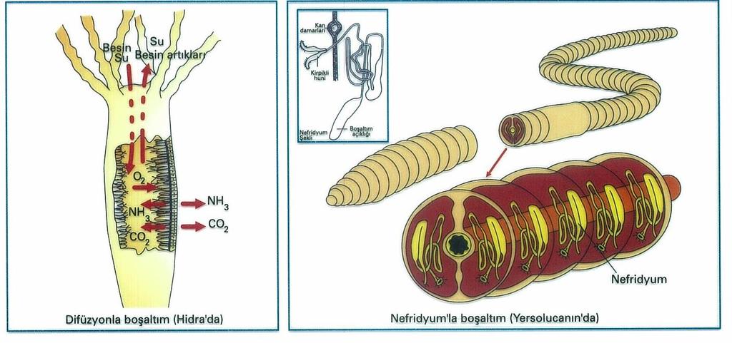 HALKALI SOLUCANLARDA: Halkalı solucanlarda boşaltım organı nefridyumlardır Vücudun her halkasında bir çift nefridyum bulunur.