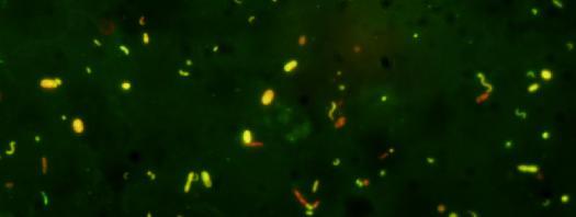 4x10 4 hücre ml -1 ile Eylül 2005 te 1. istasyonun yüzeyinde bulunmuştur. Örnekleme dönemleri ele alındığında Eylül 2005 te pikoplanktonik Synechococcus hücre yoğunluğu 15.9-37.