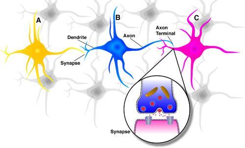 Neurons in the Brain Bir nöron diğer bir nörondan sinapsler aracılığı ile bilgi alır.