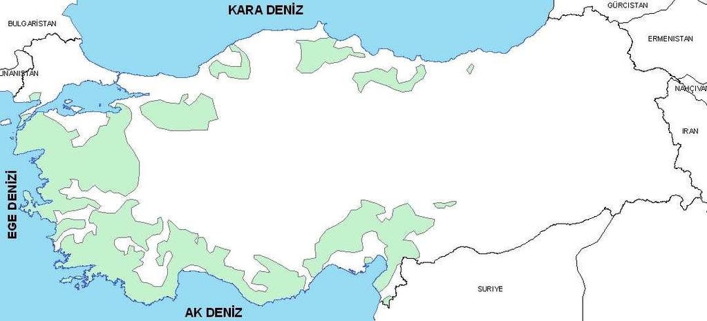 P endüstriyel (Sinop Çamgölü yöresi), içe doğru gidildikçe Kızılırmak boylarında (Sinop Durağan ve Kargı yöreleri) yayılış göstermektedir (Şekil 1.1).