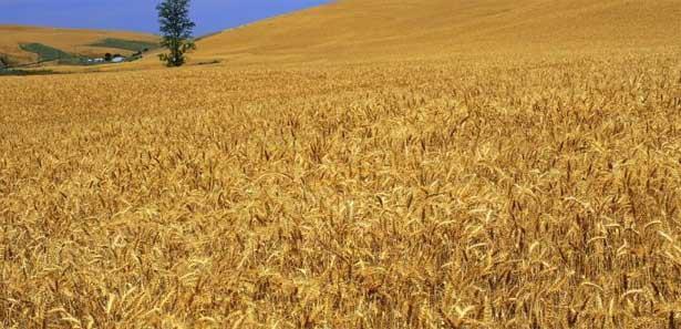 Şekil 19 : Buğday Tarlası