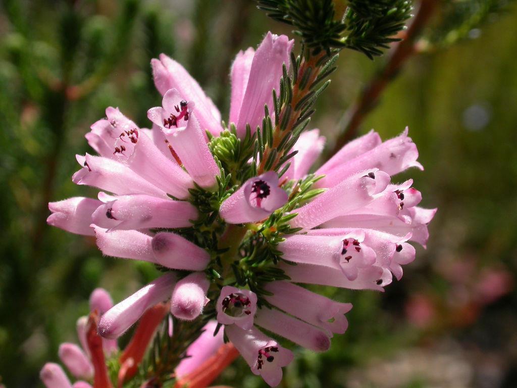 E.verticillata (funda) türünde yaprakların dizilişi 4'lü vertisillat, çiçekler