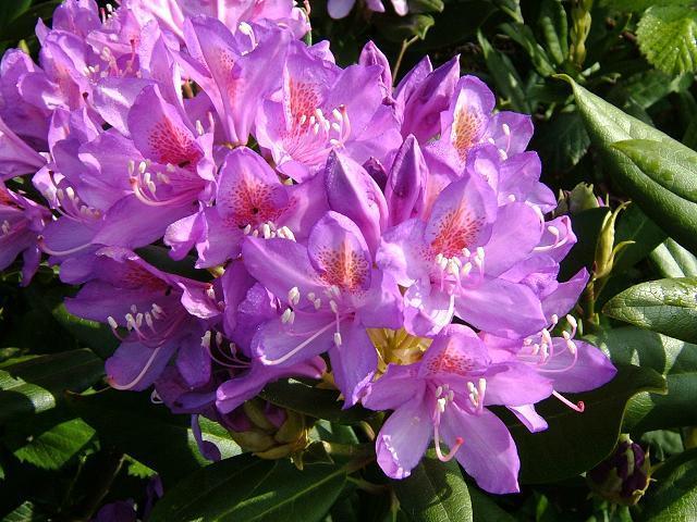 Rhododendron ponticum Rhododendron ponticum (komar, ormangülü), kışın yaprak dökmeyen, Kuzey Anadolu' nun nemli ormanlarında yetişen boylu bir çalıdır, yaprakları 10-17 cm boyunda,