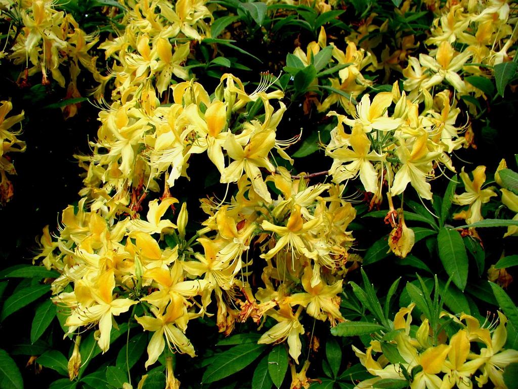 Rhododendron luteum R.