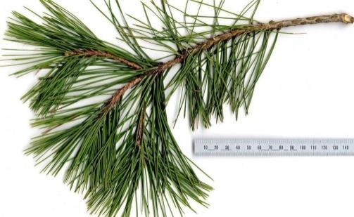 Pinaceae familyası Pinus Kısa ve uzun sürgünler var /
