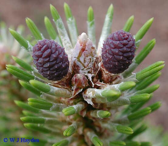 Pinus nigra (Kara çam) Drog Adı: Pix Pini