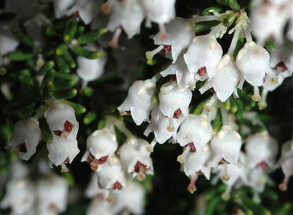 E. arborea (müren), kıyı şeridinde rastlanır, yaprakları 3' lü vertisillat dizilmiş olan