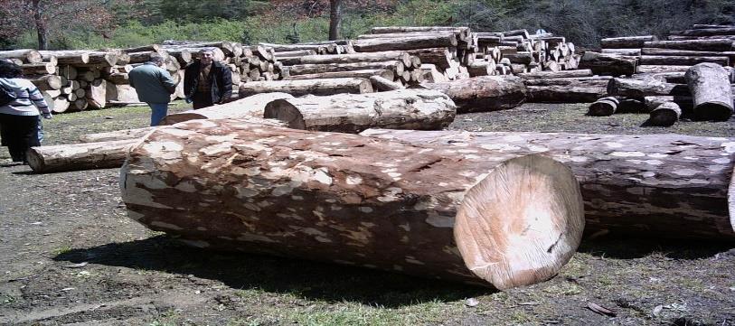 Kanuni Haklardan Doğan Satışlar b- Odun Dışı Orman Ürünlerinin