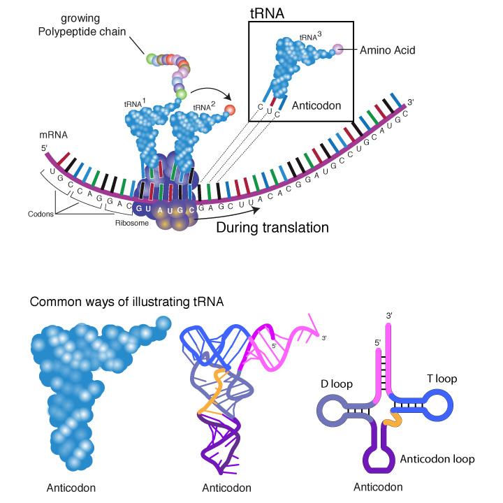 mrna trna