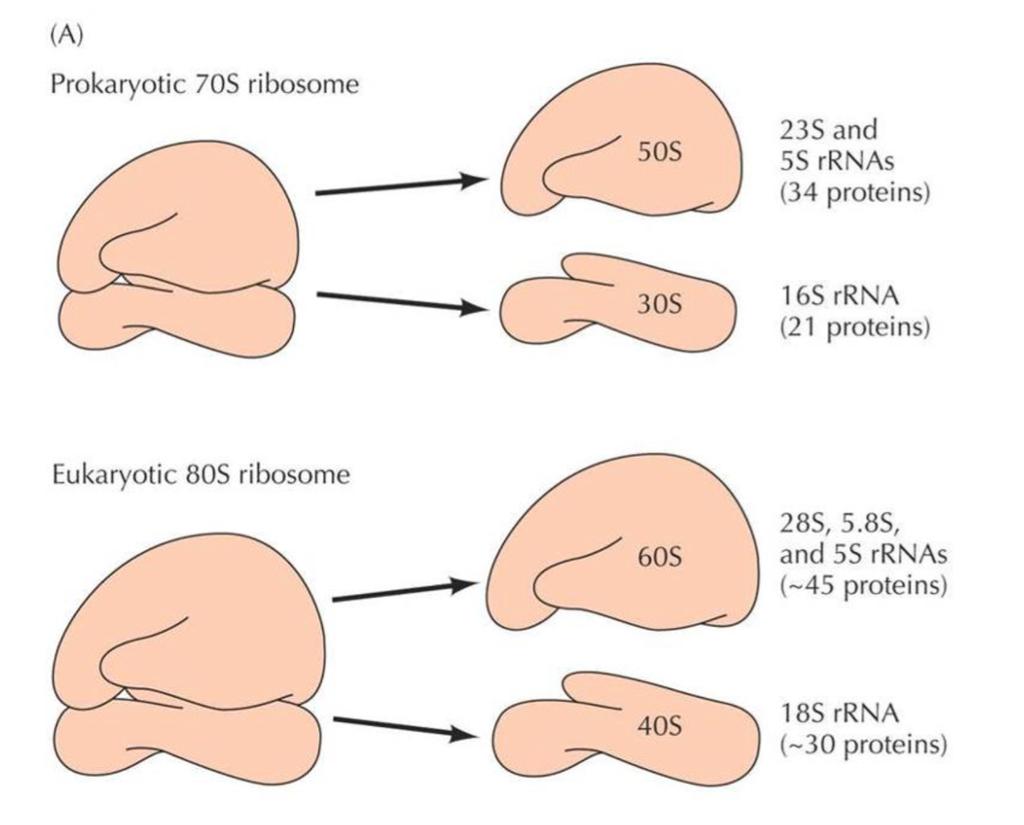 rrna