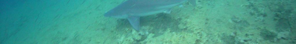 köpekbalığı (Carcharhinus plumbeus Nardo, 1827)