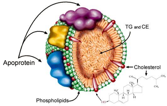şilomikronlar bu geçiş sırasında HDL den apo C-II yi alırlar. Lipoprotein lipazın aktivatörü olan apo CII yi kazandıktan sonra şilomikronların çekirdeğindeki trigliseridlerin hidrolizi başlar.