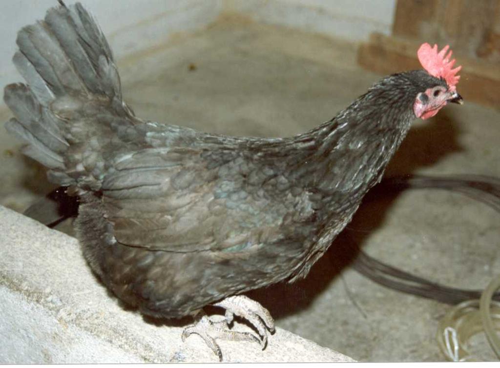 Şekil 2.4 Gerze tavuk ırkı horoz ve tavuğu 2.2.3 Çıplak boyun Düzgüneş (1990) e göre, çoğunlukla Güney Ege (Muğla) köylerinde tutulan bu tavuk, kirli sarı ve koyu kahverengi tüy rengine sahiptir.
