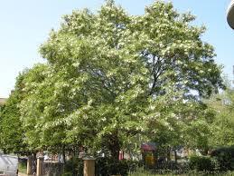 Robinia