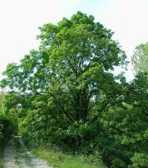 Fraxinus