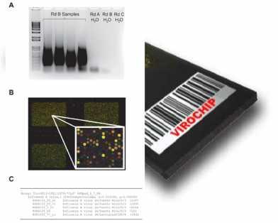 (B) Three Virochip microarrays out of the 8 arrays / glass slide are shown, with a small region of one microarray blown-up in