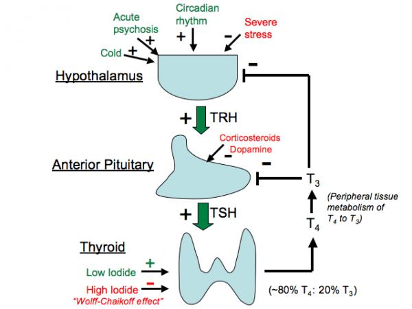 Normal Tiroid Fizyolojisi TSH nın follikül hücresi duvarına bağlanmasıyla Büyüme