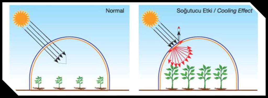 SERA ÖRTÜSÜ PE Örtünün soğutucu özelliği: Güneş ışığının güçlü ve havanın sıcak olduğu bölgelerde veya gölge seven bitki yetiştiriciliğinde dış ortama göre daha serin bir sera içi ortam ihtiyacı