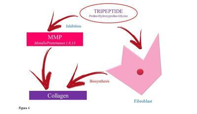Şekil 3 baz seviye (sol), tedavi sonrası (sağ) Bundan başka, bu tripeptidler matriks metalloproteinazları (Matriks metalloproteinazları MMP) inhibe 1, 8, 13 (MMP-1, MMP-8, MPP-13) kolajenaz (Şek.