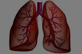 İNSAN VÜCUDU 1)AKCİĞERLER: Nefes alıp vermekte kullanılan akciğerler sistemi vücudumuzda bulunan bir fraktal örneğidir. Bu sistem tüplerden oluşmaktadır.
