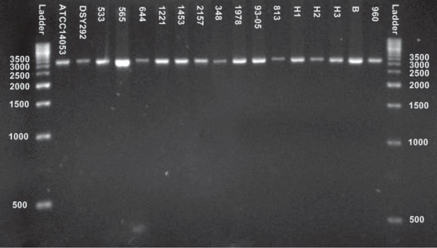 Atılım Pompalarını Fazla Eksprese Eden Flukonazole Dirençli Candida albicans Suşlarında Bu Genlerin Transkripsiyon Faktörlerindeki Mutasyonların Araştırılması Şekil 2. C.albicans suşlarının 3227 baz uzunluğundaki MRR1 gen bölgelerinin agaroz jel elektroforez görüntüleri.