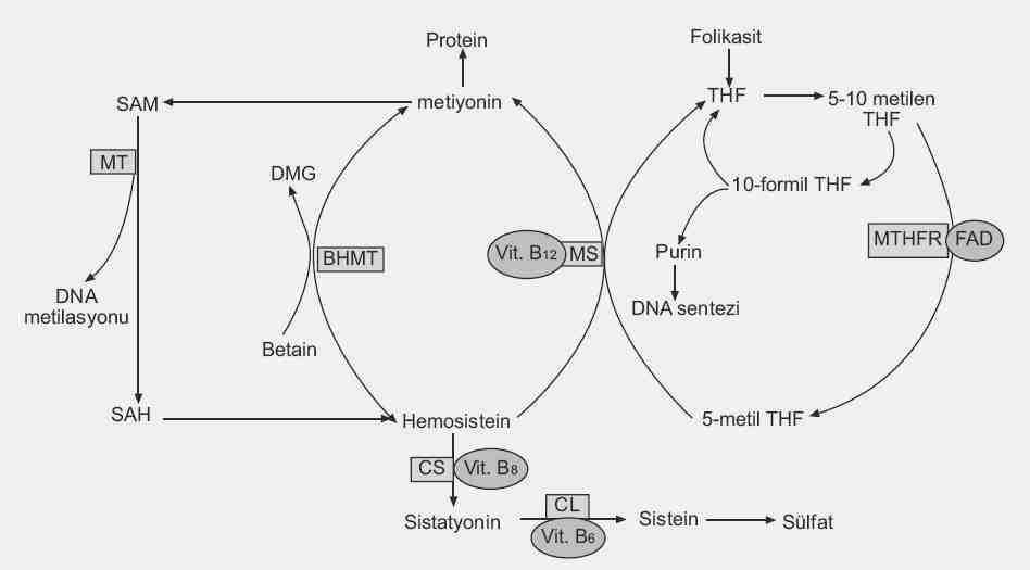 ekil 2.2 Homosistein in transsülfürasyon ve remetilasyon metabolize yolları.