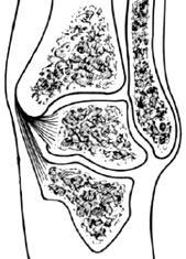 10 Acta Orthop Traumatol Turc Suppl kaneus posteriorundaki küçük bir tüberküle tutunur.