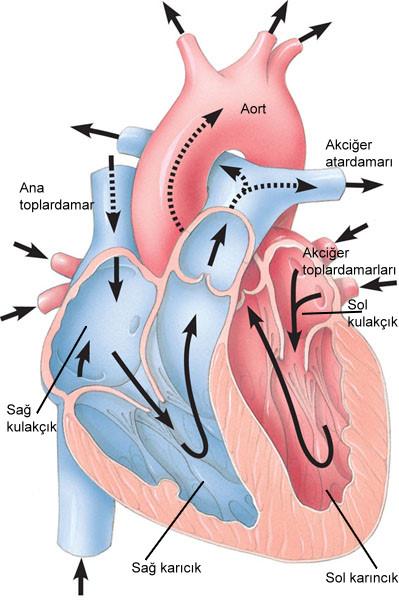 İNSAN KALBİ Kalp dıştan içe doğru perikart, miyokart ve endokart tabakalarından oluşur.