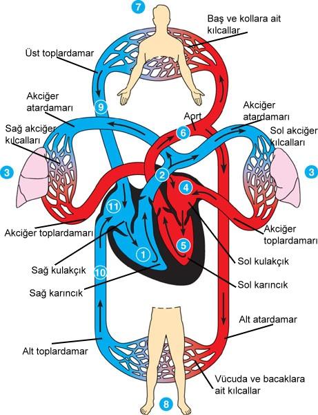 1) Sağ karıncık kanı akciğerlere gönderir. 2) Akciğer atardamarı iki kola ayrılır. 3) Akciğer içinde kılcal damar ağı bulunur. 4) Temizlenen kan sol kulakçığa akciğer toplardamarı ile gelir.
