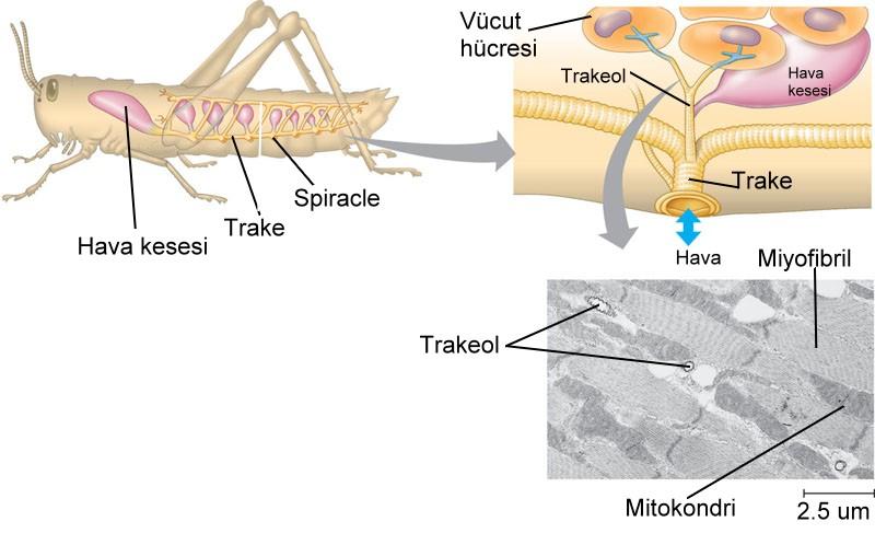 Trake Sistemleri Böceğin solunum sistemi, vücut içinde dallanmalar gösteren borucuklardan oluşur.
