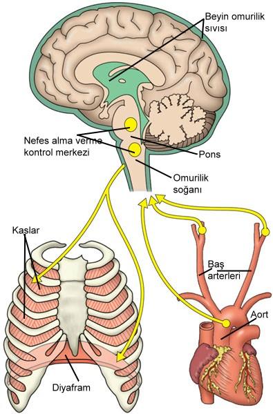 İnsanlarda Solunumun Kontrolü Solunumun düzenlenmesinden esas sorumlu olan nöronlar, beynin kökünde, (nefes alma verme merkezi) omurilik soğanında (medulla oblongatada) bulunur.