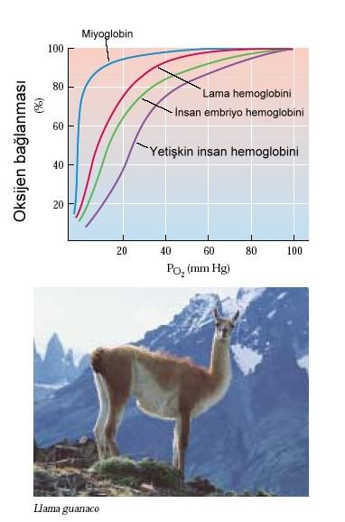 Lamalar Güney Amerikanın 5000 m yüksekliklerindeki dağlarda yaşarlar.