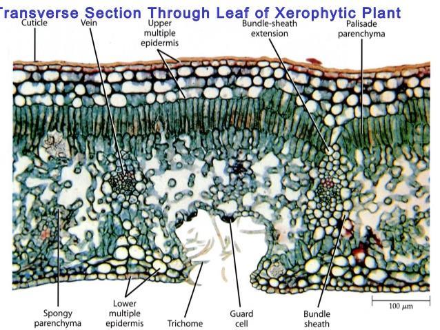 3- Stoma sayısı