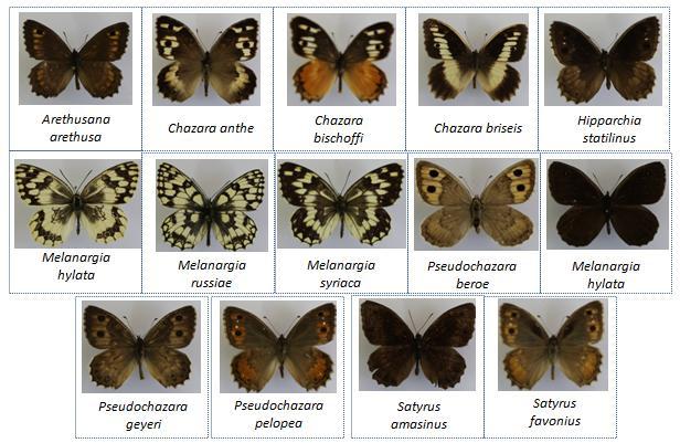 Çalışma ile ilgili inceleme materyali Van, Erek Dağı nda toplanmıştır. Bu çalışmada Satyridae kelebek ailelerinin Şekil 1 de gösterilen 14 türü kullanılmıştır. Her tür için 10 ar görüntü kullanıldı.