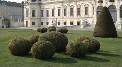 İbreli türlerden Taxus baccata