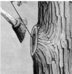 Yara dokusunun iyileştirme etkisi (kallusun gelişimi), ağacın türüne, tipine, gelişime durumuna, yaş
