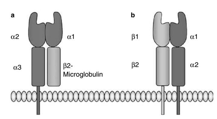 HLA çukuruna yerleşmeleri ve T hücrelerine sunulmaları için küçük peptitlere (8-10 aminoasit uzunluğunda) parçalanmaları gerekmektedir.