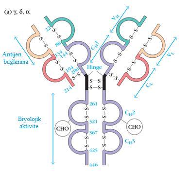 Şekil 3 İmmünoglobulin yapısı (Goldsby et al. (2003) (13) den alınmıştır). 2.